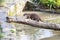 Otters Asian Short Clawed otter on a log crossing water