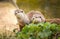 Otters at Cotswold Wildlife Park and Gardens