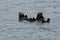 Otters Floating in Resurrection Bay near Seward Alaska