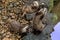 Otters Juggling Pebbles