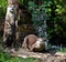 Otters on log