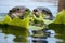 otters munching on water plants