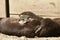 Otters sleeping in a zoo