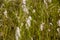 ÃÂ¡otton grass in the swamp on the green meadow. Marsh, bog, morass, fen, backwater, mire, slough... Wild plants in summer north