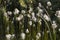 ÃÂ¡otton grass in the swamp on the green meadow. Marsh, bog, morass, fen, backwater, mire, slough... Wild plants in summer north