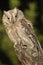 Otus scops, Eurasian Scops Owl, , perched on a branch