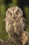 Otus scops, Eurasian Scops Owl, small ow