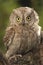 Otus scops, Eurasian Scops Owl, small owl,