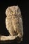 Otus scops, Eurasian Scops Owl, small owl,