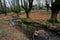 Otzarreta Beech Forest, Gorbea Natural Park, Bizkaia, Spain