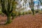 Otzarreta forest beech trees in autumn