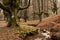 Otzarreta forest in gorbea natural park, basque country. Spain