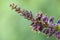 Ouachita leadplant Amorpha ouachitensis, dark purple budding flowers