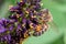 Ouachita leadplant Amorpha ouachitensis, dark purple flowers with a honey bee