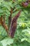 Ouachita leadplant Amorpha ouachitensis, dark purple flowerspike