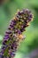 Ouachita leadplant Amorpha ouachitensis, dark purple flowerspike with honey bee