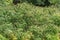 Ouachita leadplant Amorpha ouachitensis, flowering shrub