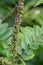 Ouachita leadplant Amorpha ouachitensis, fruit