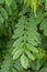 Ouachita leadplant Amorpha ouachitensis, grey-green pinnate leaves