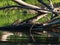 Ouachita Map Turtle on a Mississippi river log 1