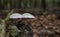 Oudemansiella mucida fungus in the forest