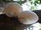 Oudemansiella mucida -Porcelain Mushroom