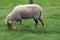 Ouessant Sheep