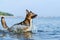 Oung energetic half-breed dog is jumping over water. Doggy is playing in water.
