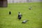 Our feathered friends. Gray pigeons on green grass. Pigeon birds on lawn in summer. Flock of feral pigeons. Rock doves. Dove bird