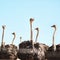 Our long necks make it all the better to see you. Still life shot of a flock of ostriches on a farm.