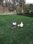 Our Pet PekingDucks