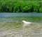 Our Rescue Great Pyrenees, Harrison