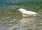 Our Rescue Great Pyrenees, Harrison