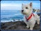 Our Westie (Annie) at Depot Bay Oregon