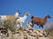 Ourists take pictures of Lamas of in the vast Altiplano