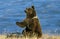 OURS GRIZZLY ursus arctos horribilis