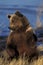 OURS GRIZZLY ursus arctos horribilis