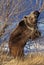 OURS GRIZZLY ursus arctos horribilis