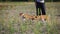 Ð¡oursing dogs. Basenji dog runs after the bait on the field