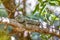 Oustalet\\\'s chameleon, Furcifer oustaleti, Anja Community Reserve, Madagascar wildlife