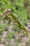 Oustalet\\\'s chameleon, Furcifer oustaleti, Anja Community Reserve, Madagascar wildlife