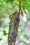 Oustalet\\\'s chameleon, Furcifer oustaleti, Anja Community Reserve, Madagascar wildlife