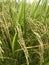 Out door photo of Green rice fields, Thailand rice fields