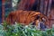Out of focus. An adult tiger in greenery