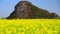 Out of focus blur canola flower field in spring, Luoping, China