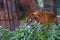 Out of focus. Blurred background. View of an adult tiger