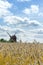 Out of focus image of a traditional wooden windmill seen through a rye field. Blue sky and white clouds. Rural summer landscape.