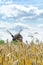 Out of focus image of a traditional wooden windmill seen through a rye field. Blue sky and white clouds. Rural summer landscape.