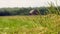 Out of Focus Red Barn In A Field of Wheat