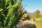 Out of focus view of a distant woman sitting on a bench at a forest clearing.